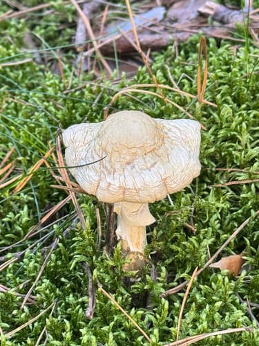 Płachetka zwyczajna