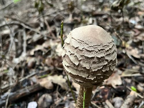 Czubajka kania