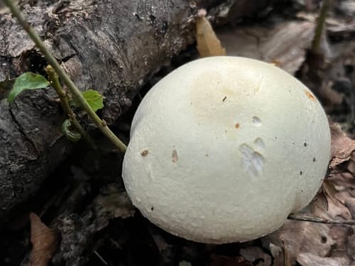 Pieczarka bulwiasta