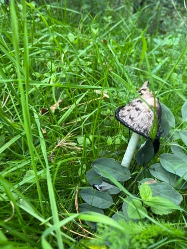 Czernidłak kołpakowaty