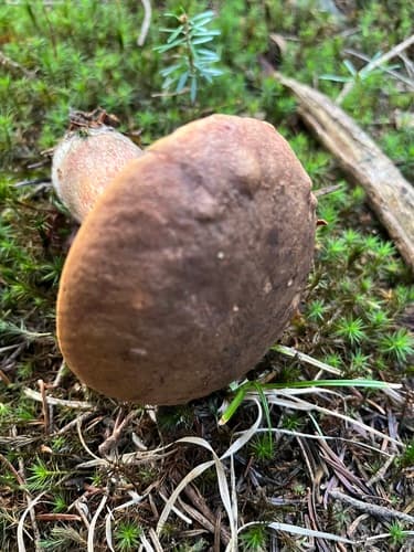 krasnoborowik ceglastopory