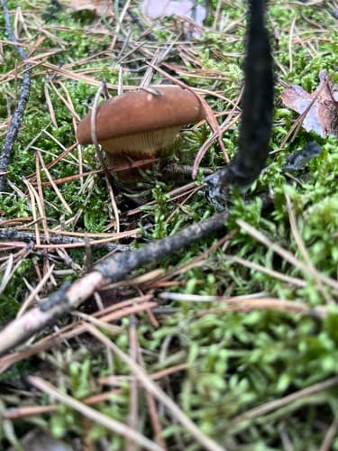 Ponurnik aksamitny