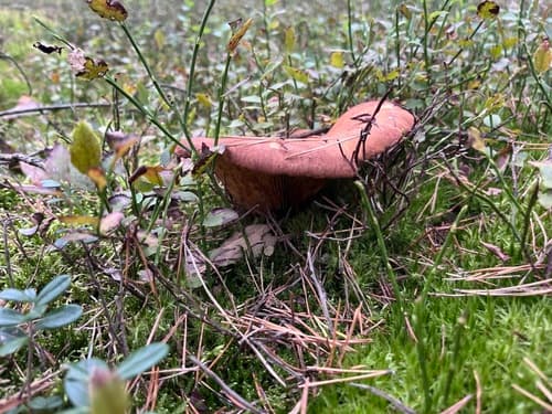 Krowiak podwinięty