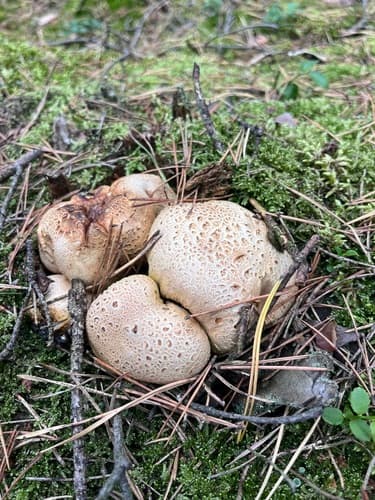 Tęgoskór cytrynowy