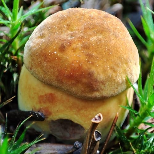krasnoborowik ceglastopory