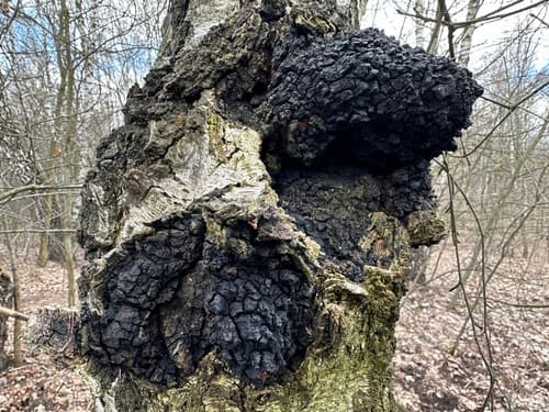 Błyskoporek podkorowy