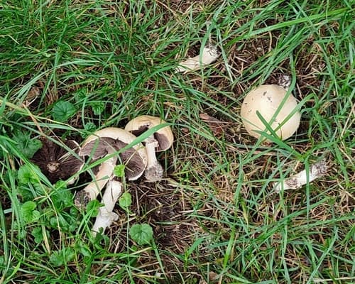 Pieczarka
