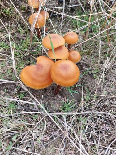 Lakówka pospolita