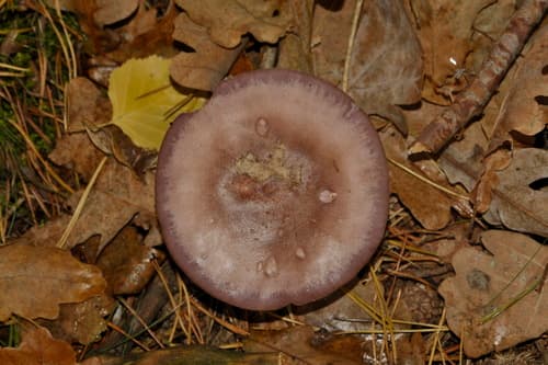 Gąsówka Fioletowawa