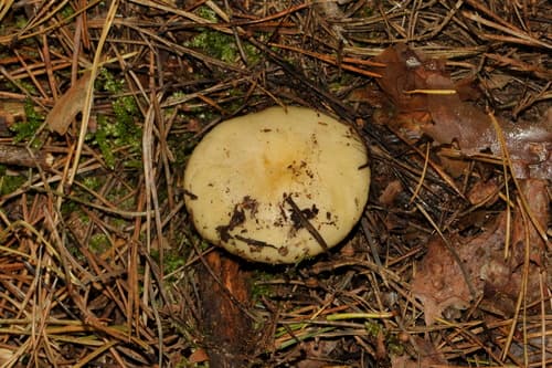 Gołąbek brudnożółty