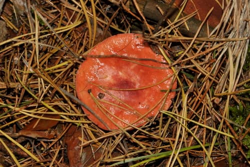Gołąbek krwisty