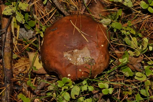 Podgrzybek brunatny