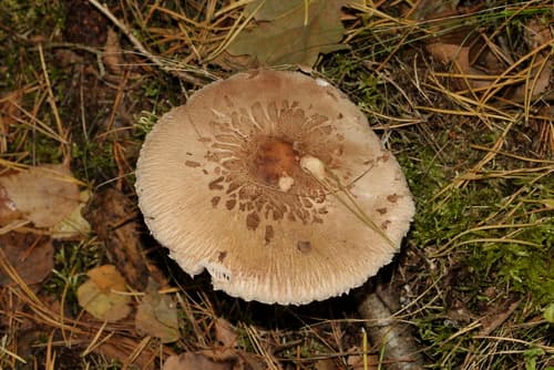Czubajka kania