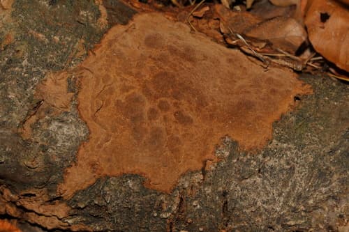 Rdzawoporka drobnopora