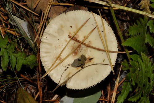 Muchomor cytrynowy