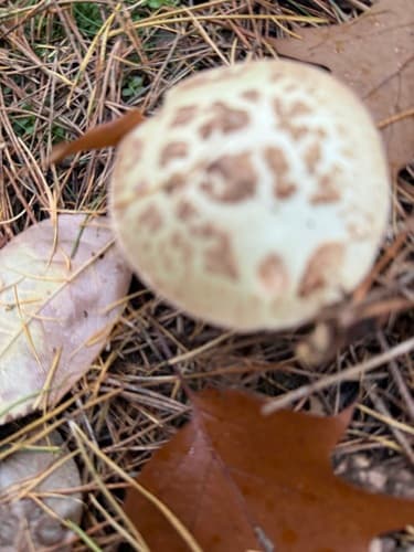 Muchomor cytrynowy