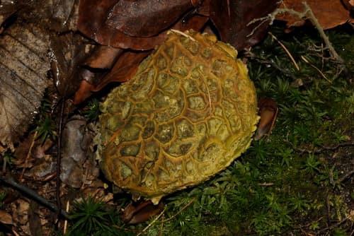 Tęgoskór cytrynowy
