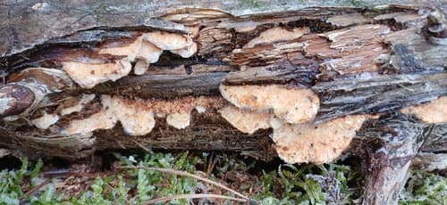 Pieczarniaki