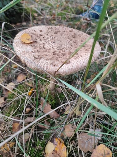 Czubajka kania