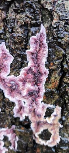 Chrząstkoskórnik purpurowy