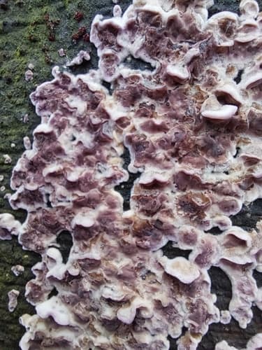 Chrząstkoskórnik purpurowy