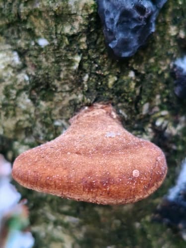 Białoporek brzozowy
