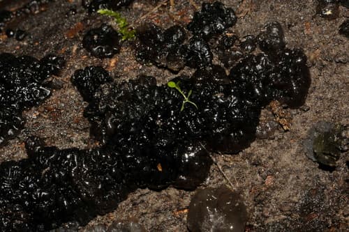 Kisielnica trzoneczkowa