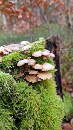 Łycznik ochrowy