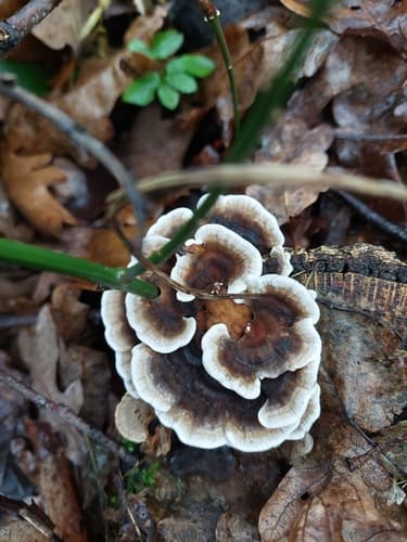 Szaroporka podpalana