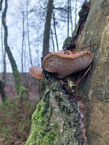 Białoporek brzozowy