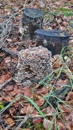 Pieczarniaki