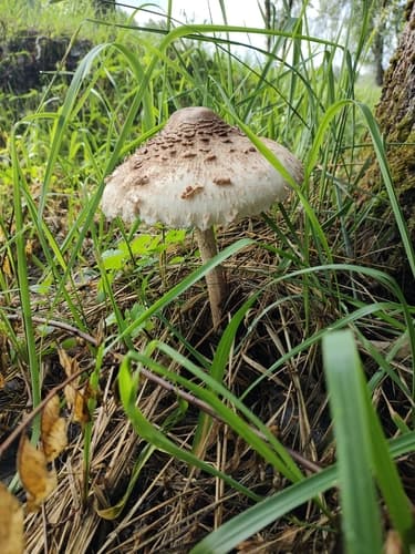 Macrolepiota
