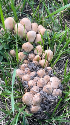 Coprinellus