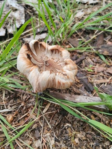 Pluteus petasatus