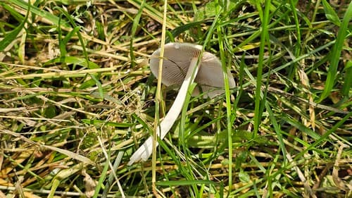 Kruchaweczka zaroślowa