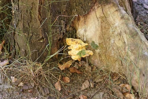 Żółciak siarkowy