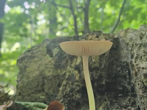 Oudemansiella