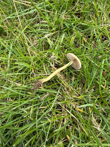 Agaricineae