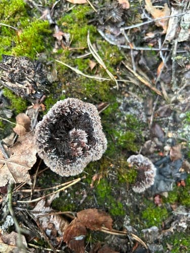 Chropiatka pospolita