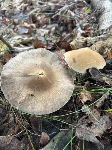 Kruchaweczka zaroślowa