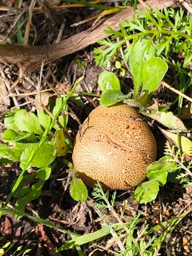 Tęgoskór