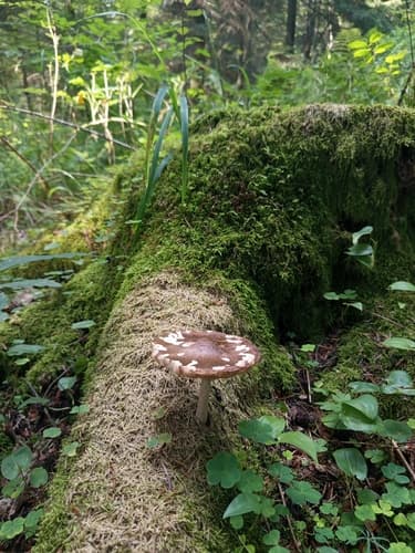 Pluteus