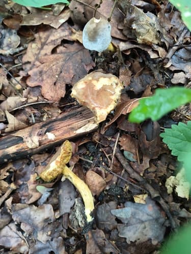 Xerocomellus