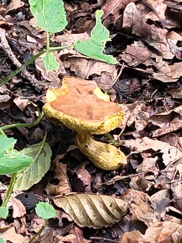 Borowikowate