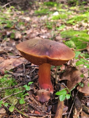 krasnoborowik ceglastopory