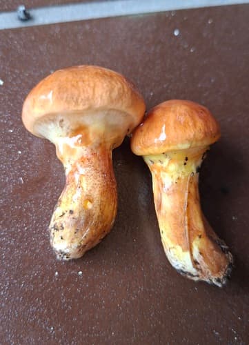 Maślak żółty