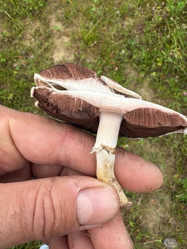 Pieczarka biaława