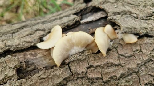 Crepidotus