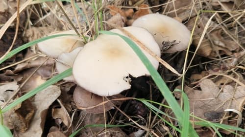 Kruchaweczka zaroślowa