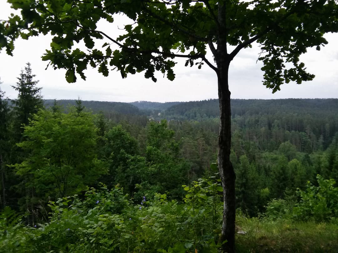 Gauja: grzybowa podróż doliną łotewskiej rzeki